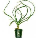 Krynia rzemieniolistna - Crinium calamistratum - Sklep Zoo ALTUM