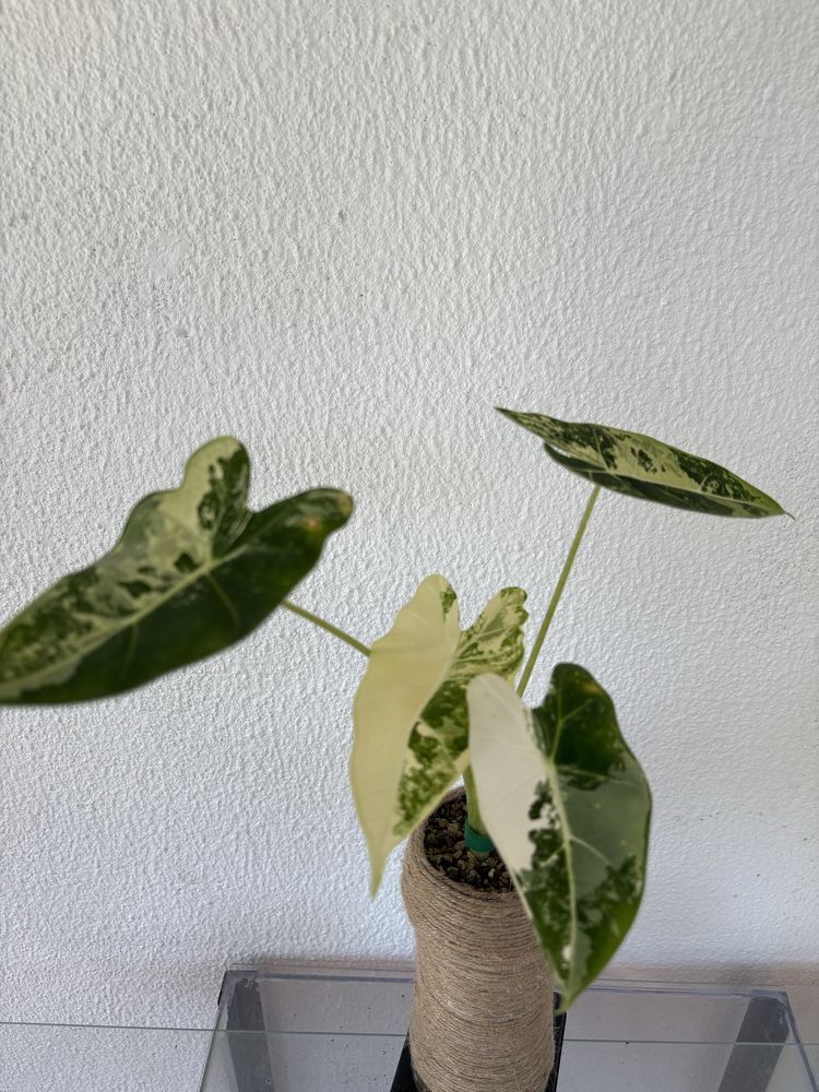 anthurium crystallinum x magnificum e alocasia frydek variegata