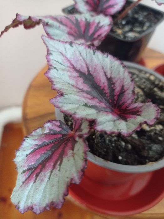 Бегонія кімнатна.