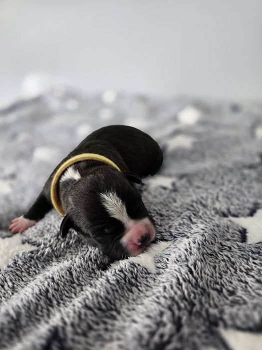 American Staffordshire Terrier FCI samiec