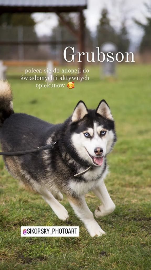 Grubson w typie husky do adopcji!
