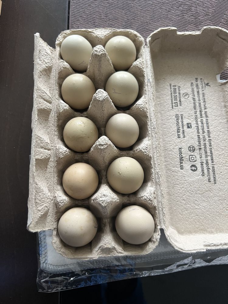 Інкубаційні яйця фазана та брами