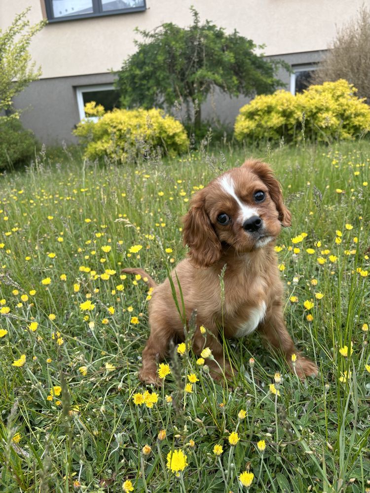 Piesek Cavalier king charles spaniel ruby