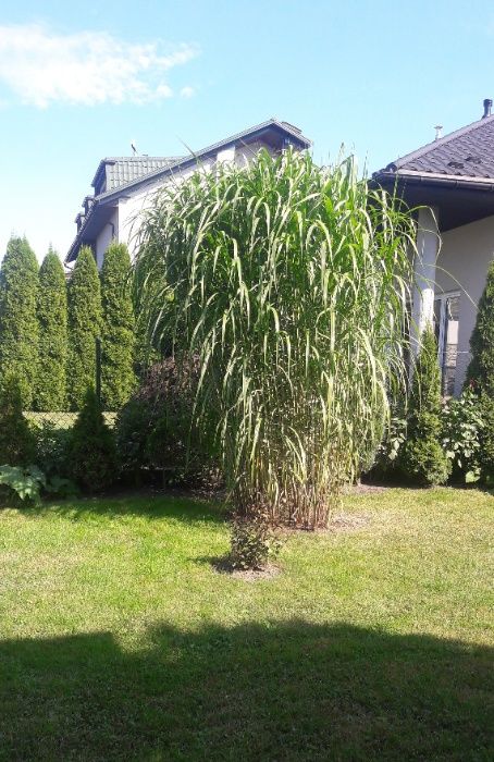 Trawa ogrodowa Miskant chiński olbrzym -gigant sadzonki