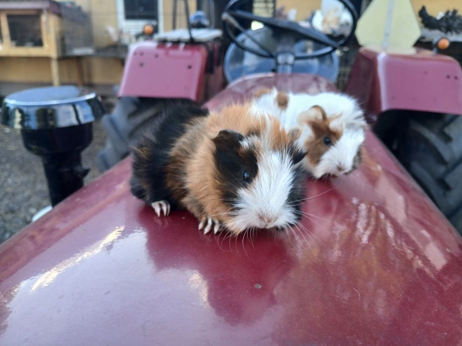 Świnki morskie samce samiczki duży wybór