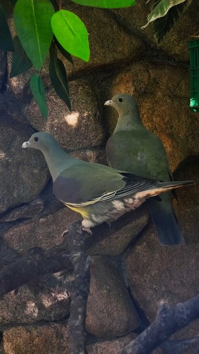 Casais de rolas, treron waalia, mascara de ferro e tamborinas
