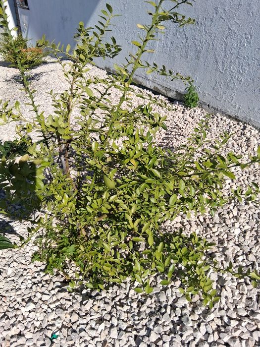 Limao caviar faustrime..............................................
?