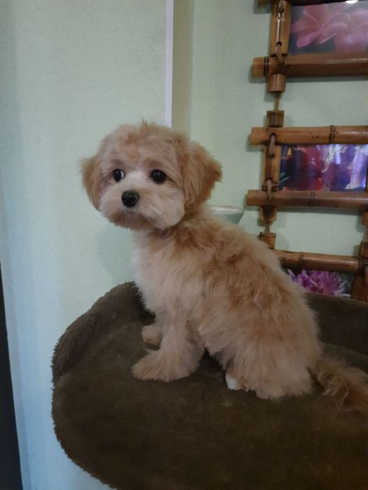 Тримминг, щипка собак, стрижка собак и котов, вычесывание, мытье живот