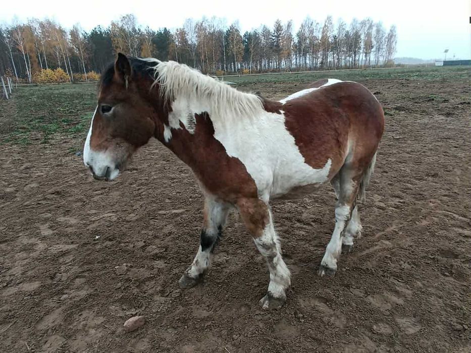 Ogierek Fant graniasty