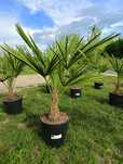 Palma mrozoodporna Trachycarpus fortunei, wysyłka kurier