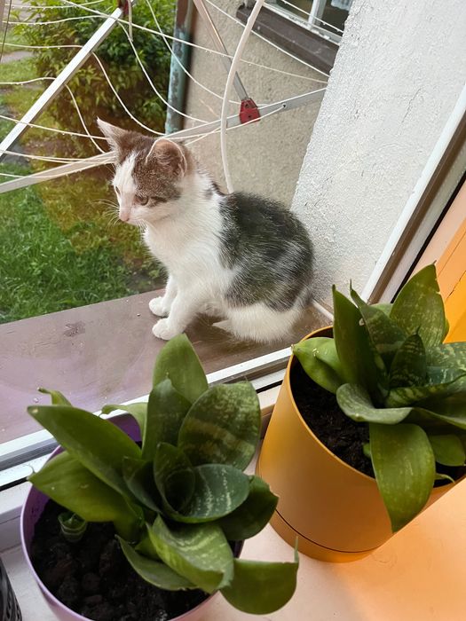 Oddam kotkę młodą
