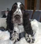 Cocker spaniel angielski