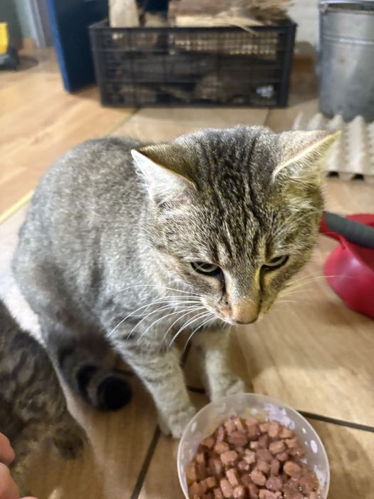 Roczny kocur szuka domu