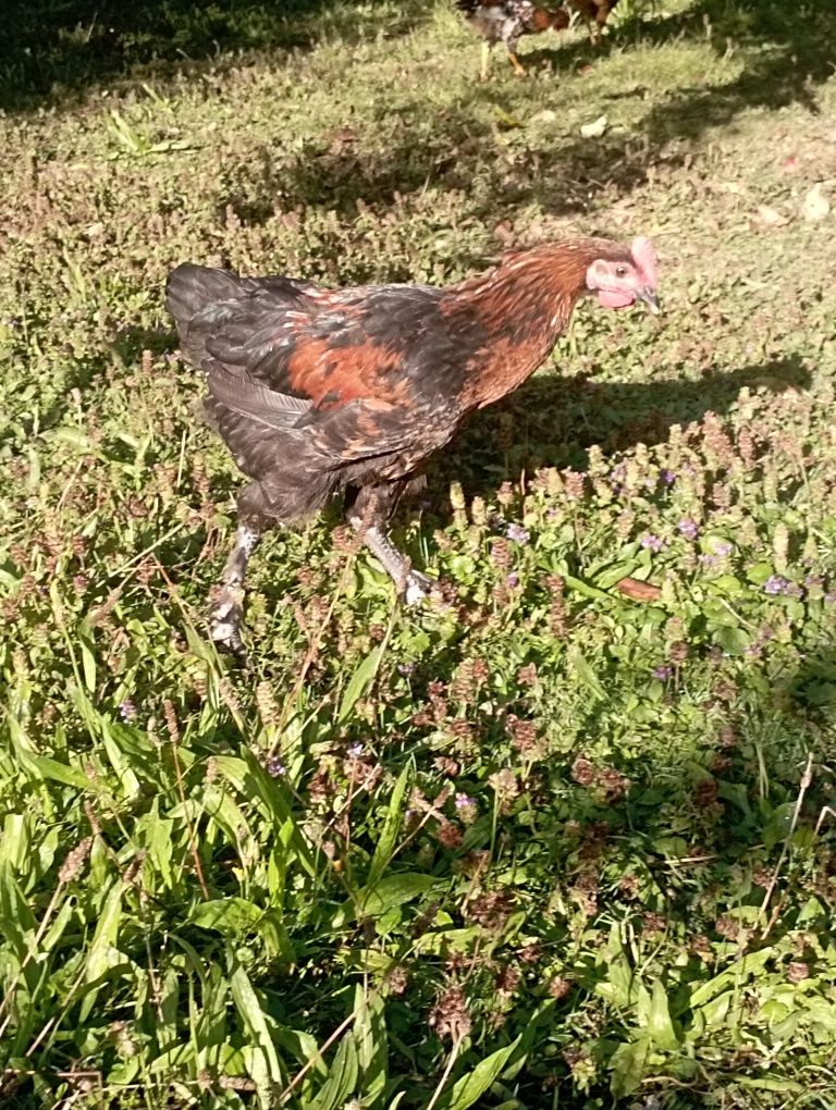 Koguty Włoszka Marans