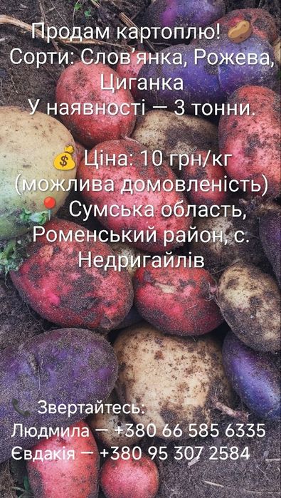 Продам картоплю!