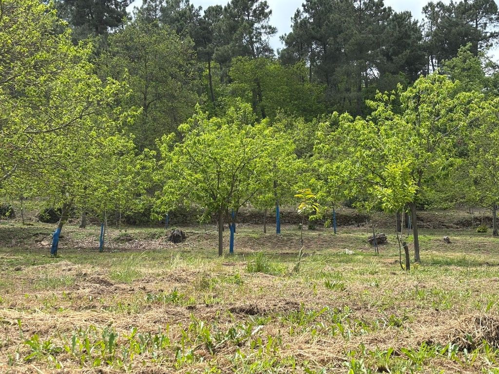 Vende se terreno agrícola