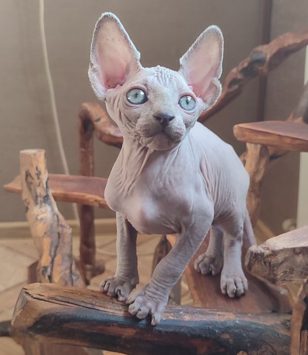 Котенок сфинкс мальчик