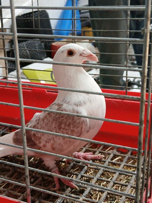 Gołebie staropolskie