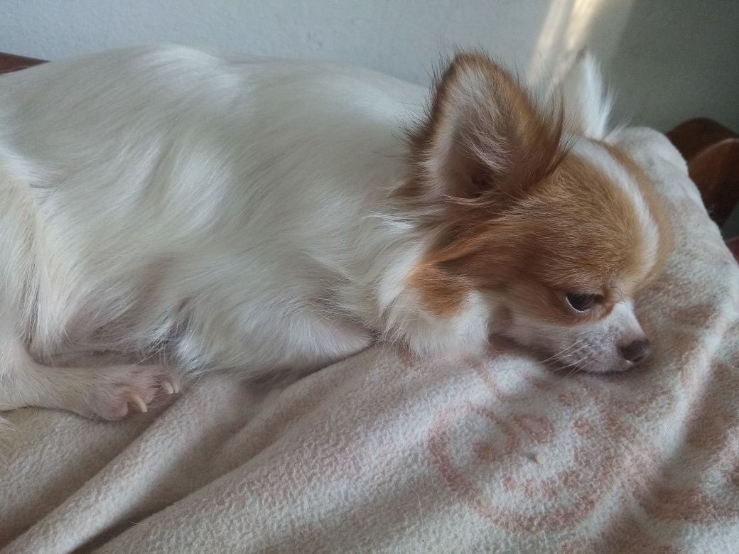 Chihuahua piesek długowłosy biały ze znaczeniami