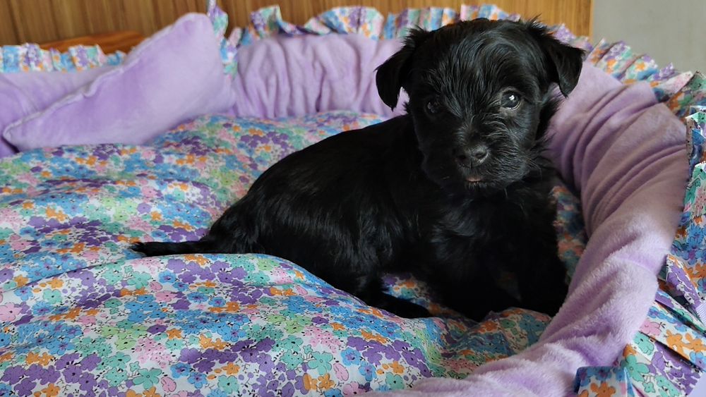 Piesek Yorkshire terrier czarny