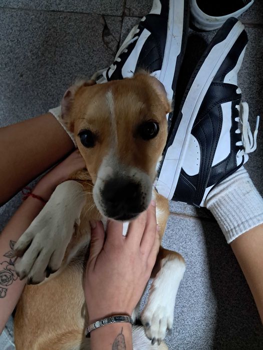 Dois cães 1 castanho outro castanho e branco