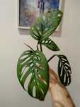 Monstera esqueleto, ukorzenione!!!