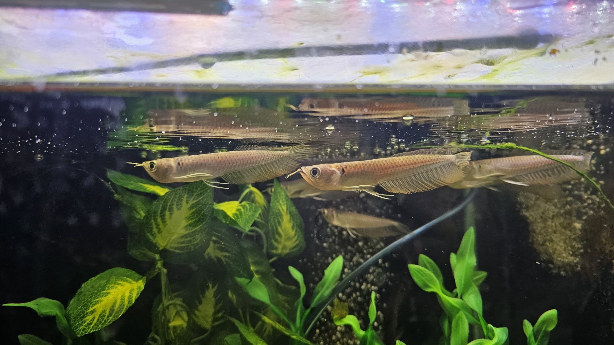 Arowana silver 14/15