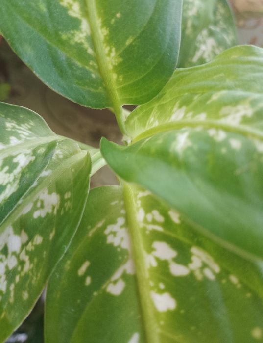 Продам  вазони..