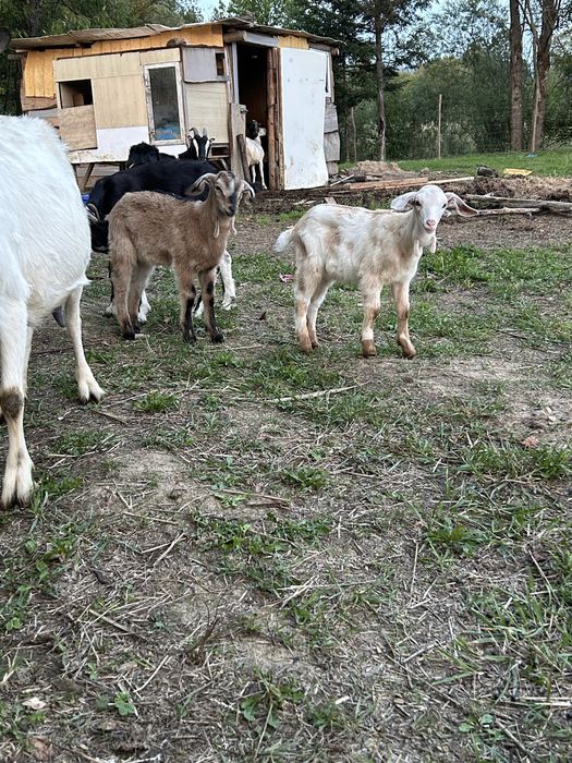 Sprzedam młodą kózke i capka