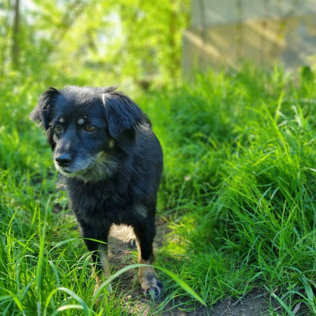 Kochana Lusia do adopcji