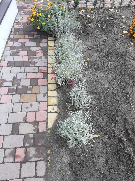 Кущі лаванди 2-3 річні