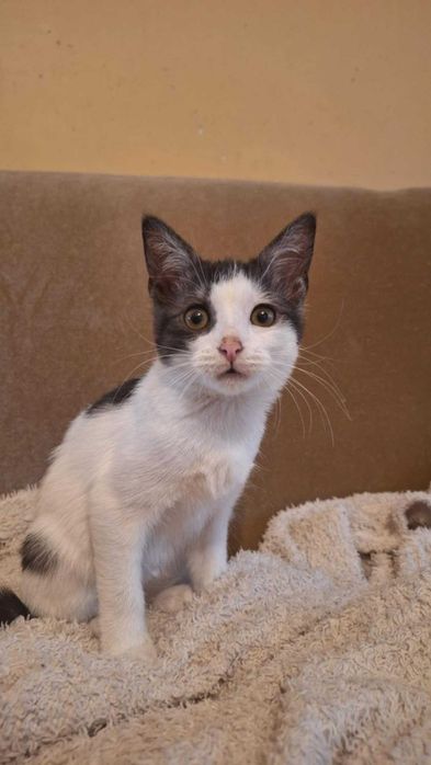 kto mi podaruje domek?