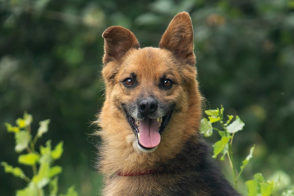 Віддам в добрі руки славного собаку Саймона.