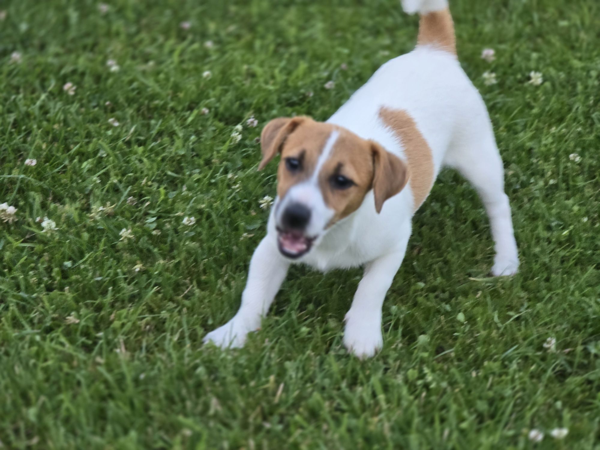 Jack Russell Terierr sunia