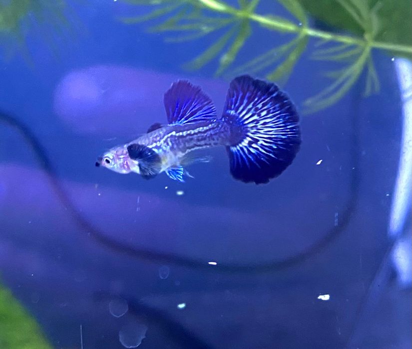 Gupik Blue dragon dumbo snakskin halfmoon