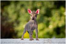 * XOLO * XOLOITZCUINTLI Miniaturowy *suczka bezwłosa* Wilkoria FCI