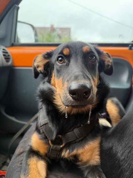 6 miesięczna sunia w typie doberbana