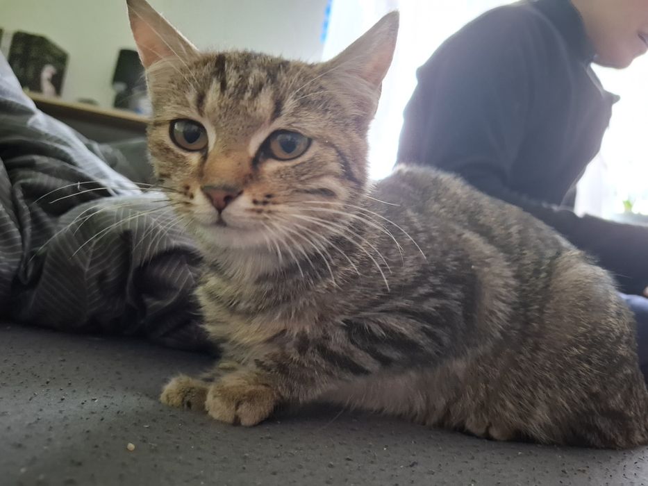 Oddam kotke bardzo przyjazna, ma około 4 miesiące