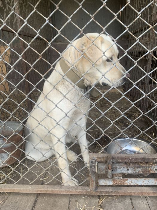 Продам дорослу дівчинку Лабрадора