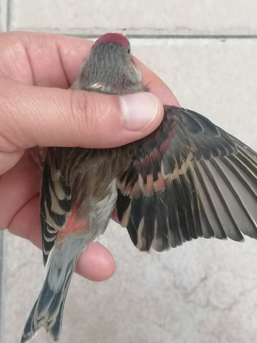 Canários Híbridos (Ler a descrição)