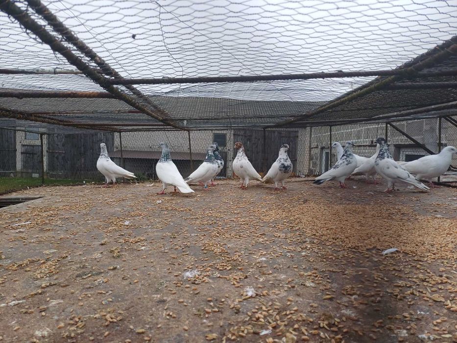 Gołebie lotne peszty