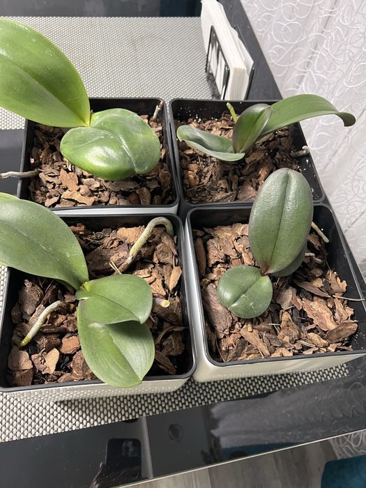 Орхідейки первоцвіт