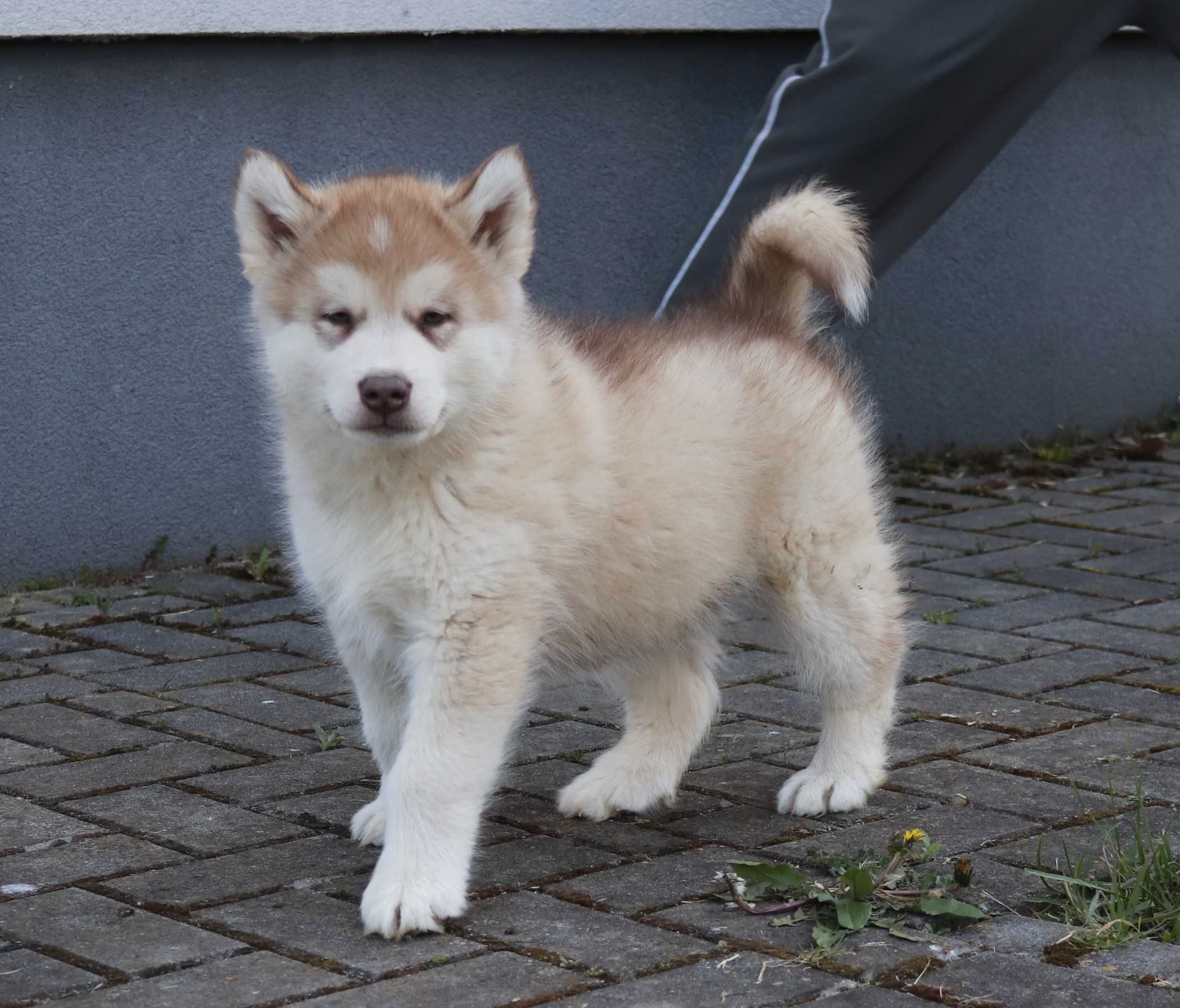 Alaskan Malamute szczeniak piesek Poker