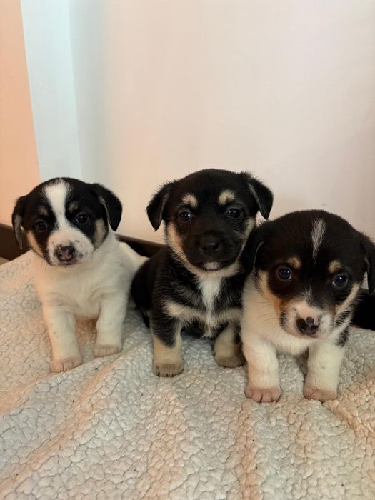 Oddam za darmo pieski