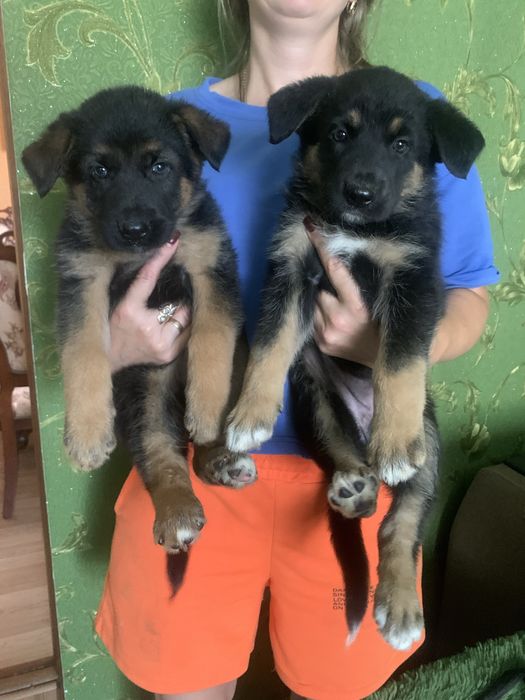 Цуценята Німецької вівчарки