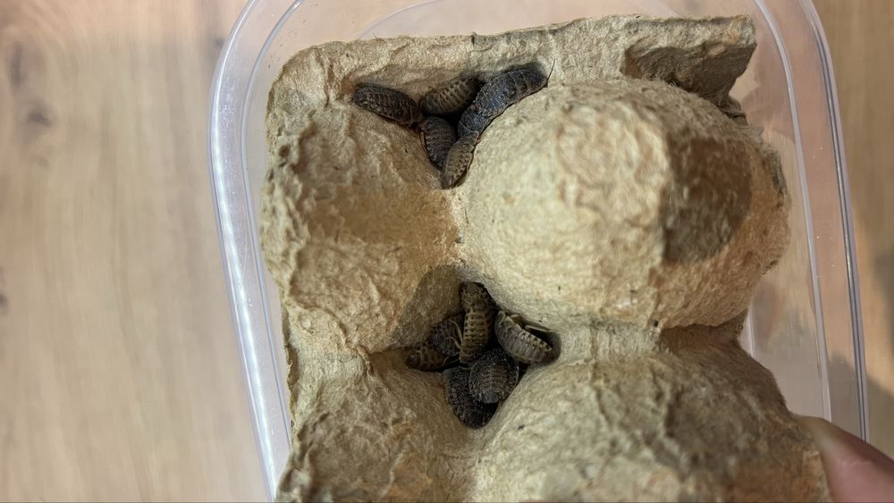 Karaczan argentyński dubia