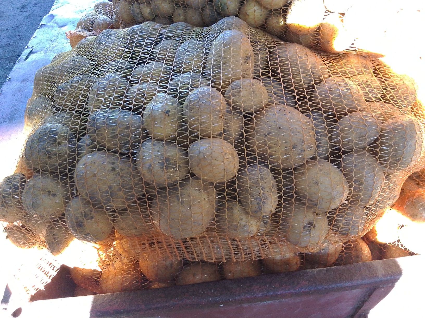 Ziemniaki w kalibrze średnim i dużym