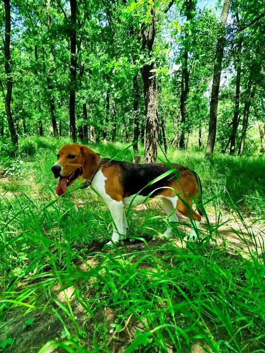 Віддамо собаку породи бігль