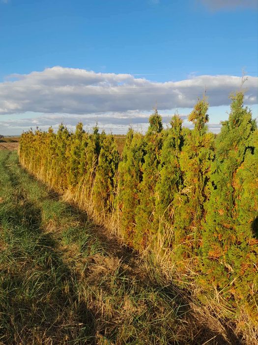 Tuja żywotnik holmstrup