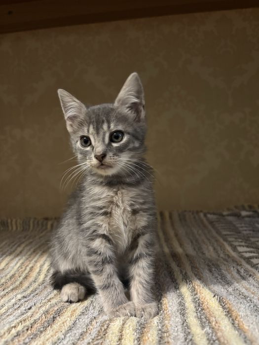 Віддам кошенят в добрі руки